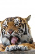 Taming the Tiger – beating Anxiety and Panic